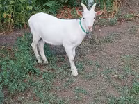Keçi, Saanen goat — foto 4