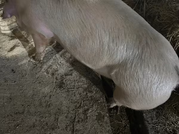 Säue, Schweine — Republik Moldau