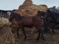 Cal, Horse breed — foto 7