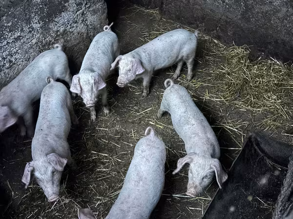 Verrat, Porcs — Moldavie
