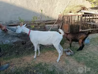 Capră, Saanen goat — foto 6