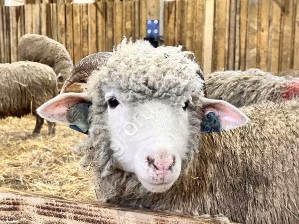 Oaie, Kuibyshev sheep