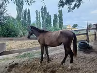 Iapă, French Trotter — foto 1