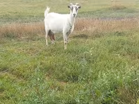 عنزة, الماعز — الصورة 4