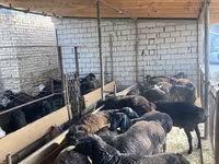 Brebis, Moutons — photo 1
