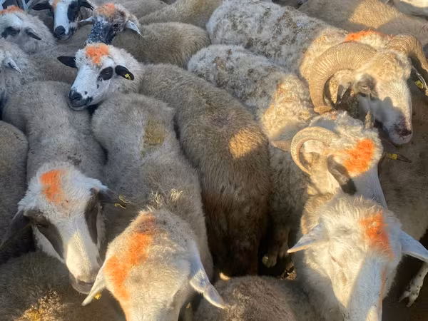भेड़, भेड़ — मॉल्डोवा