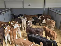 सांड, गोलस्टीन नस्ल — फ़ोटो 2