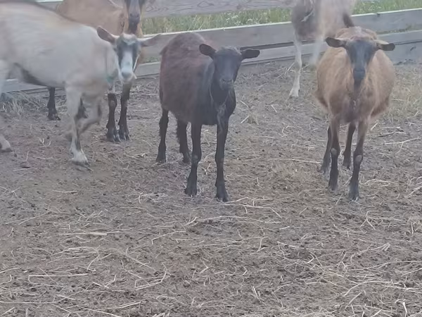 Boucs, Chèvres