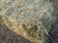 Люцерна и Сено в тюках — Foto 3