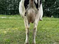 Vaca, Raza Holstein — foto 2