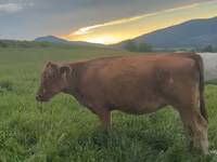 Cow, Cattle — photo 6