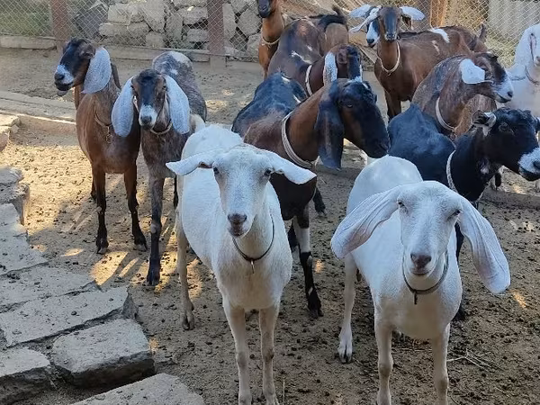 Cabra, Cabras — Moldávia