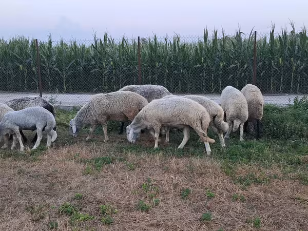 Bélier, Moutons — Moldavie