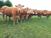 Kuh, Limousin-Kuh — Foto 1