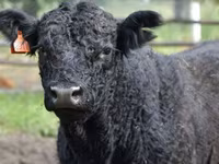 Sigir, Simmental cattle — 7-rasm