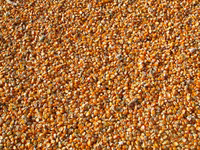 Porumb de la producator- 3,00lei/kg. Fălești. Кукуруза в зернах. — 1-rasm