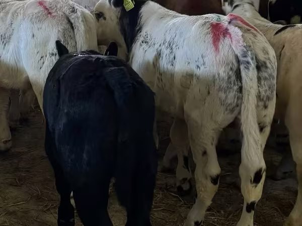 Bou, Bovine