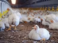 روس 308 — الصورة 3