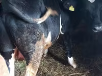 Taureau, Race Holstein — photo 2
