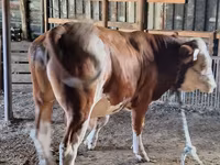 Bull, Cattle — photo 2