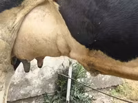 गाय, Russian Black pied cattle — फ़ोटो 7