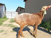 Berbec, Agin sheep — foto 4