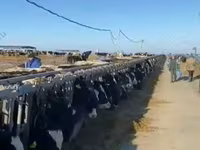 İnək, Russian Black pied cattle — foto 6