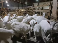 عنزة, Saanen goat — الصورة 2