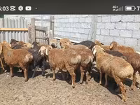 Carnero, Kazakh fat-tailed coarsewool sheep — foto 1