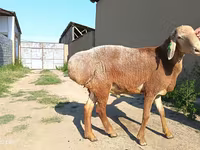 Berbec, Agin sheep — foto 5