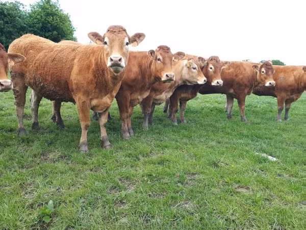 Vaca, Vaca Limousin