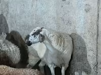 Oveja, Ovejas — foto 2