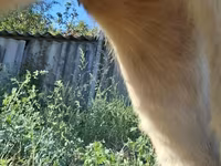 Vacă, Bovine — foto 5
