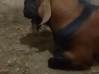 Cabro, Nubian Goat — foto 4