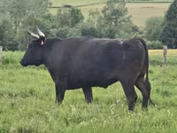 Vacă, Wagyu — foto 6