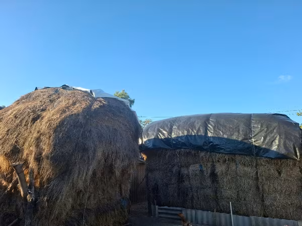 Nutreţ