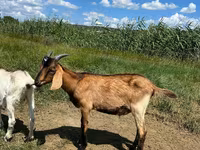 Boucs, Nubian Goat — photo 4