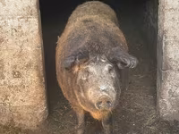 Vind porc mangaliță — 照片 1