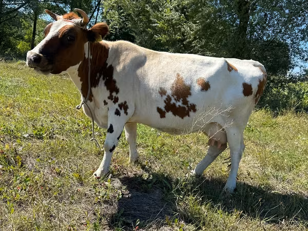 Vacă, Bovine — Republica Moldova