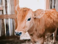Гранулированный комбикорм для крупного рогатого скота / Nutraț combinat granulat pentru bovine — foto 3
