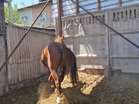 Cal, Arabian horse — foto 5