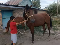 Stute, Thoroughbred horse — Foto 7