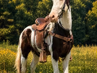 At, Appaloosa — foto 2