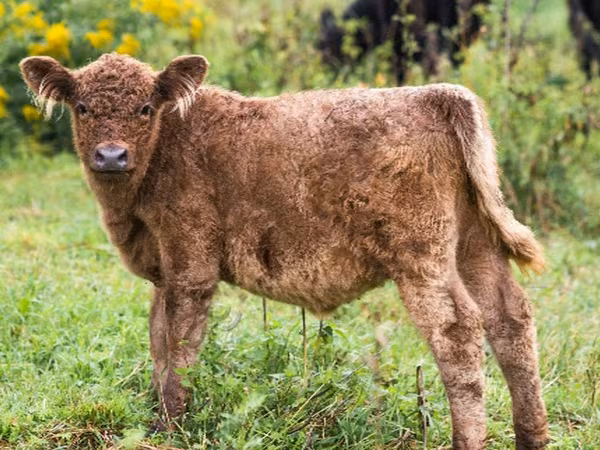 Toro, Vaca Galloway