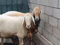 Qoʻchqor, Arashan sheep — 3-rasm