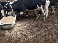 Vacă, Rasa Holstein — foto 1