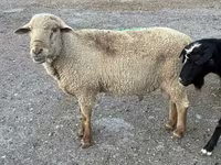 Qoç, Hampshire sheep — foto 6