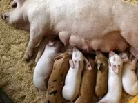 Premixuri pentru păsări şi animale / Премиксы для птиц и животных — 5-rasm