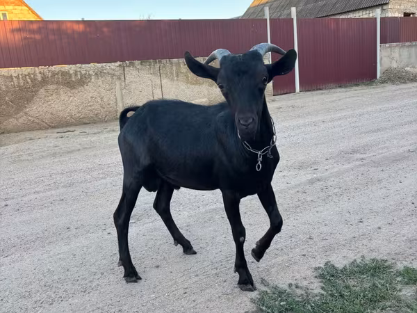 公山羊, Murcia-Granada goats — 摩尔多瓦