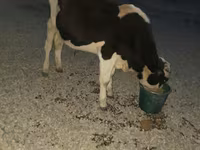 Buğa, Swiss cattle — foto 4
